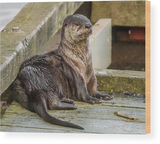 River Otter Wood Print featuring the photograph Just Chilling by Carl Olsen