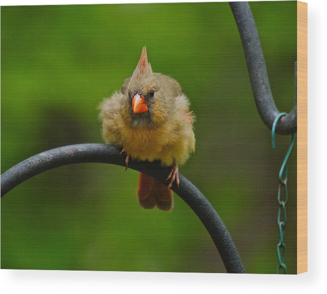 Female Cardinal Wood Print featuring the photograph Just doing a little feather fluffing by Robert L Jackson