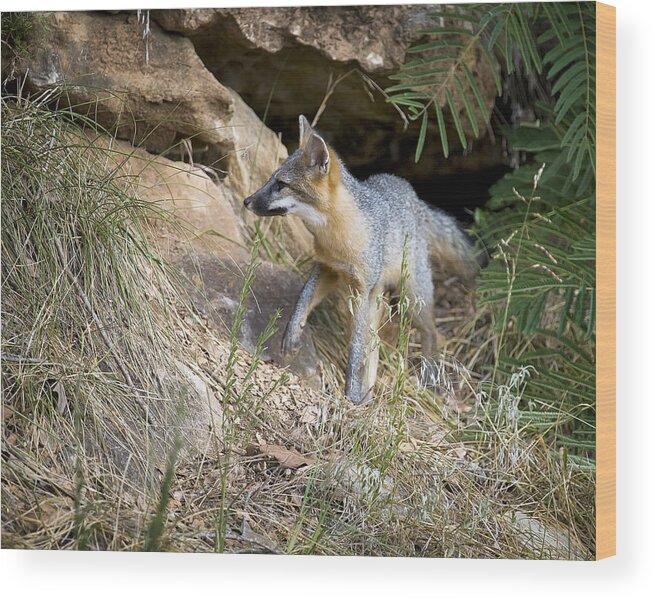 Gray Fox Wood Print featuring the photograph Juvenile Gray Fox on the Bluff Line II by Michael Dougherty