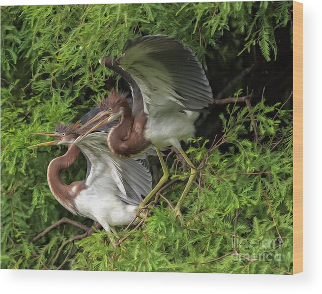 Herons Wood Print featuring the digital art Juvenile Tricolored Heron Siblings Painted by DB Hayes