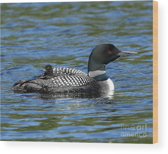Loon Wood Print featuring the photograph Kids Ride For Free by Heather King