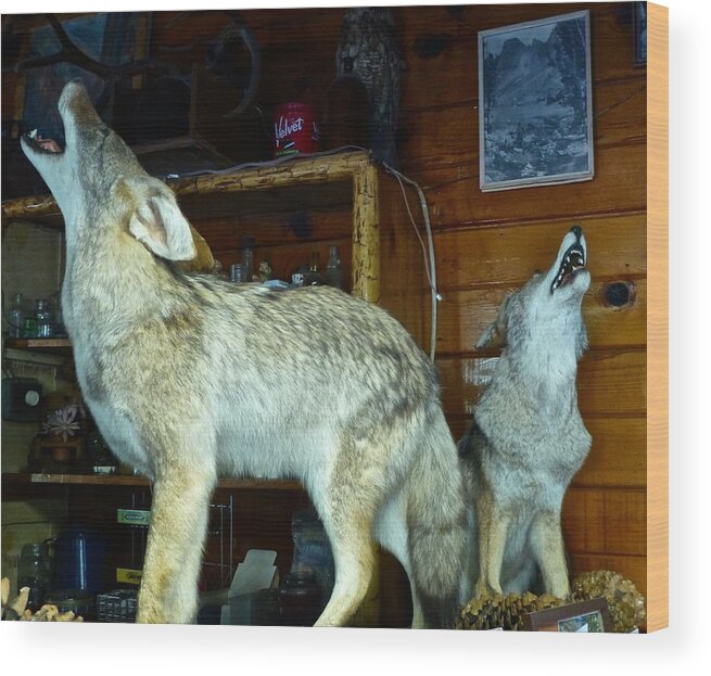 Kings Canyon Lodge Wood Print featuring the photograph Kings Canyon Lodge Coyotes by Amelia Racca