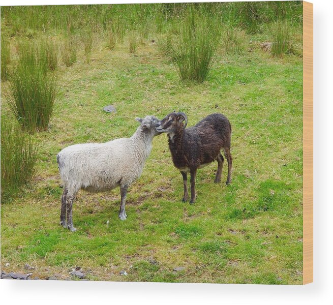 Irish Sheep Wood Print featuring the photograph Kissing sheep by Sue Morris