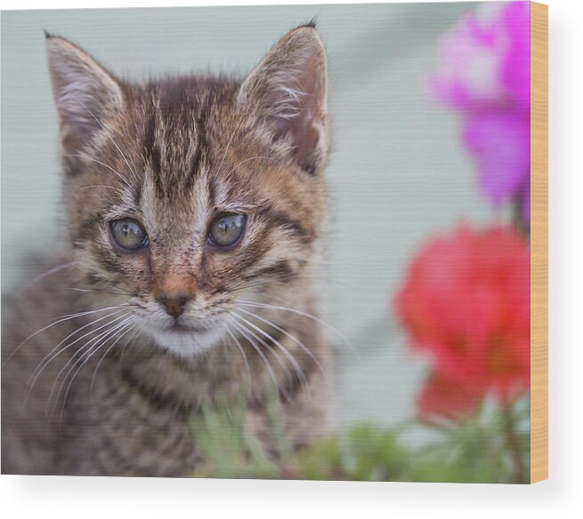 Kitty Wood Print featuring the photograph Kitty Kitty by Kathy Clark