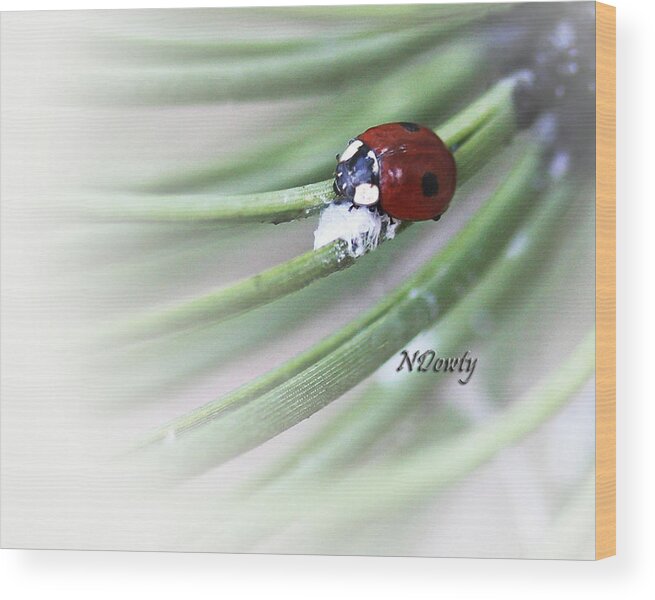 Ladybug On Pine Wood Print featuring the photograph Ladybug on Pine by Natalie Dowty