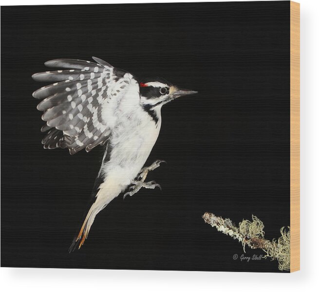 Nature Wood Print featuring the photograph Last Call by Gerry Sibell