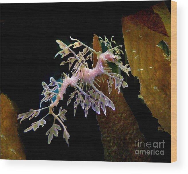 Denise Bruchman Wood Print featuring the photograph Leafy Sea Dragon by Denise Bruchman