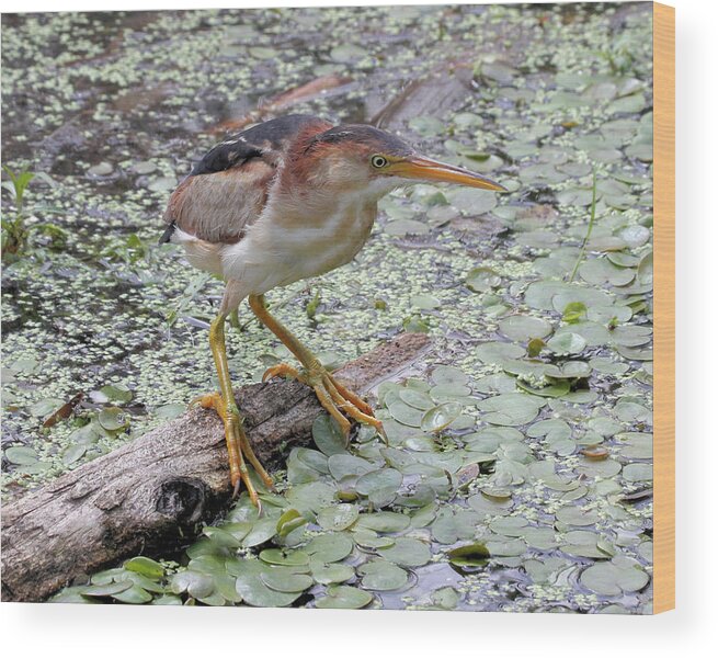 Bird Wood Print featuring the photograph Least Bittern by Doris Potter