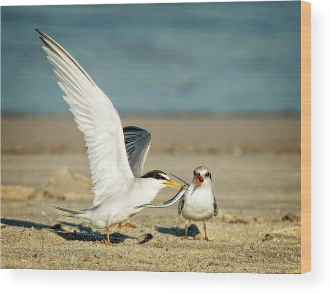 Terns Wood Print featuring the photograph Lest Terns Foodfight by Steven Upton