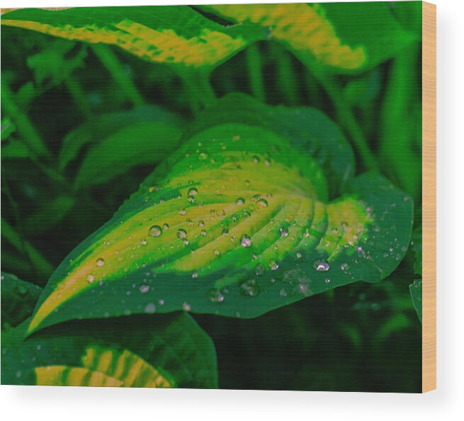 Leaf Wood Print featuring the photograph Leaves by Jerry Cahill