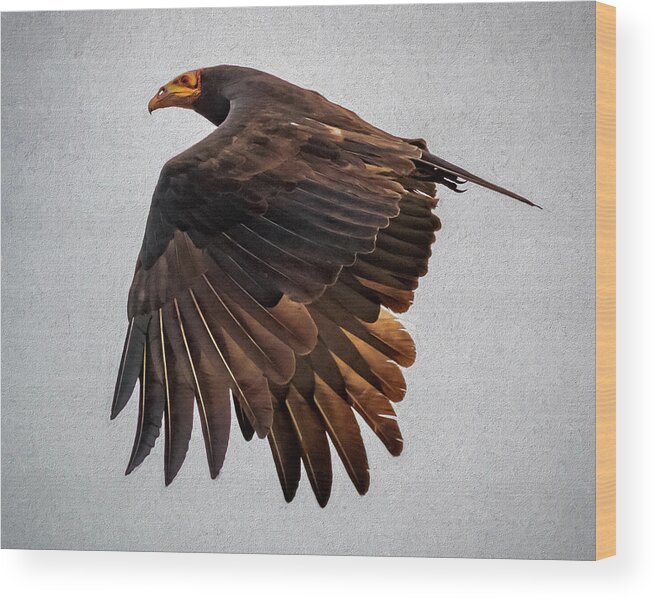 Bird Wood Print featuring the photograph Lesser Yellow Headed Vulture Flandes Colombia by Adam Rainoff