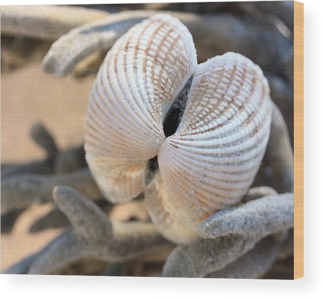 Shells Wood Print featuring the photograph Like Angel Wings by Mary Haber