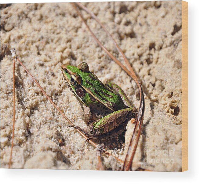 Leopard Frog Wood Print featuring the photograph Lime-like by Al Powell Photography USA