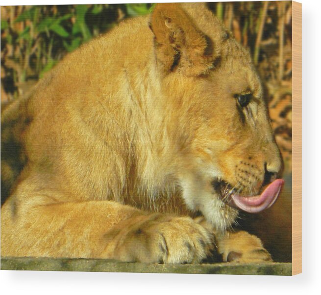 Lion Cub - What A Yummy Snack Wood Print featuring the photograph Lion Cub - What A Yummy Snack by Emmy Vickers