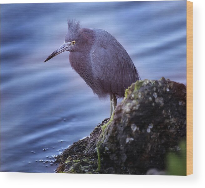 Little Blue Heron Wood Print featuring the photograph Little Blue by Joseph G Holland
