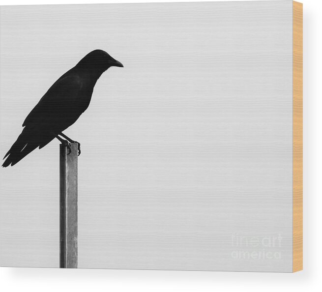 Bird Wood Print featuring the photograph Lone Bird by Jan Gelders