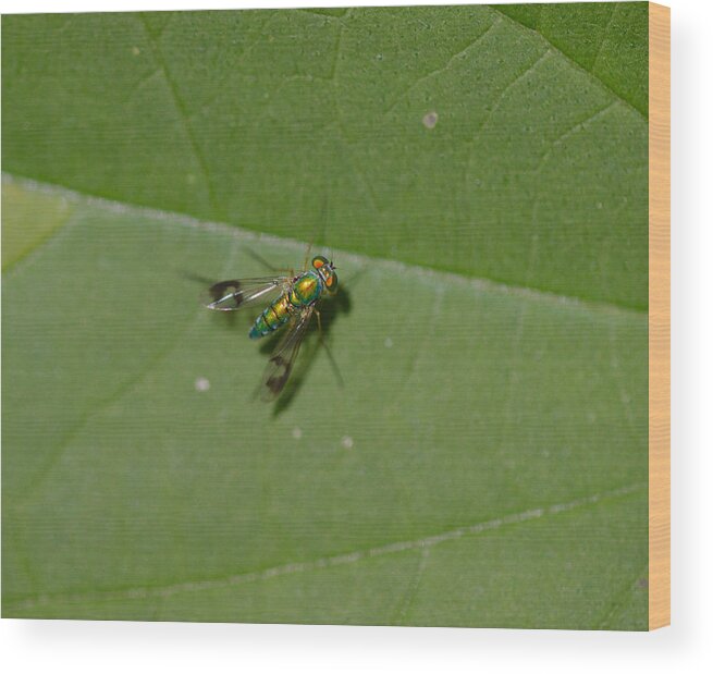 Long Wood Print featuring the photograph Long legged fly by James Smullins