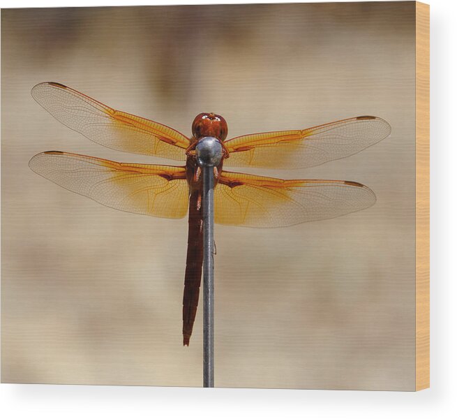 Darin Volpe Nature Wood Print featuring the photograph Lookin' For Love In All The Wrong Places - Dragonfly, Atascadero, California by Darin Volpe