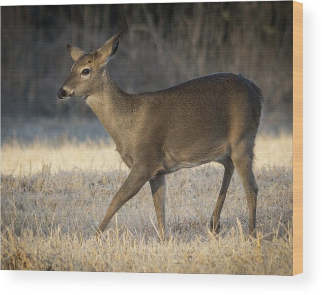 Wildlife Wood Print featuring the photograph Looking Into The Future by John Benedict