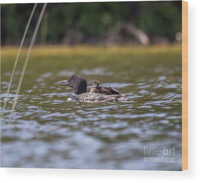 Wildlife Wood Print featuring the photograph Loon and Chick -9494 by Norris Seward