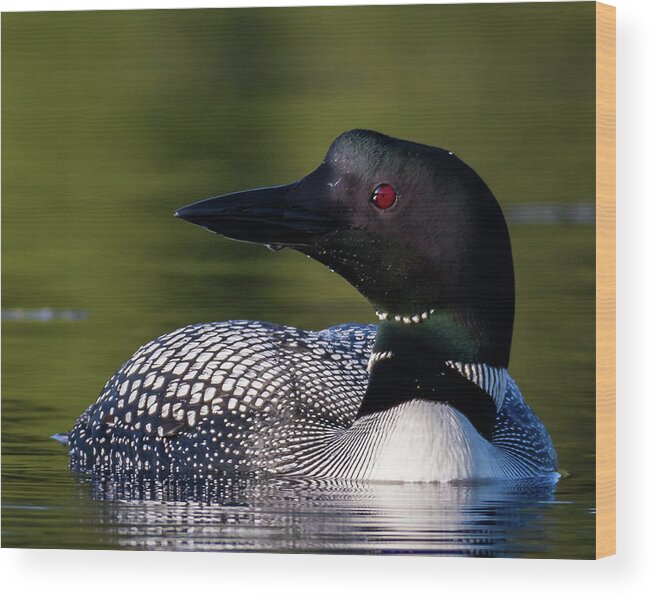 Bird Wood Print featuring the photograph Loon Close Up by Darryl Hendricks