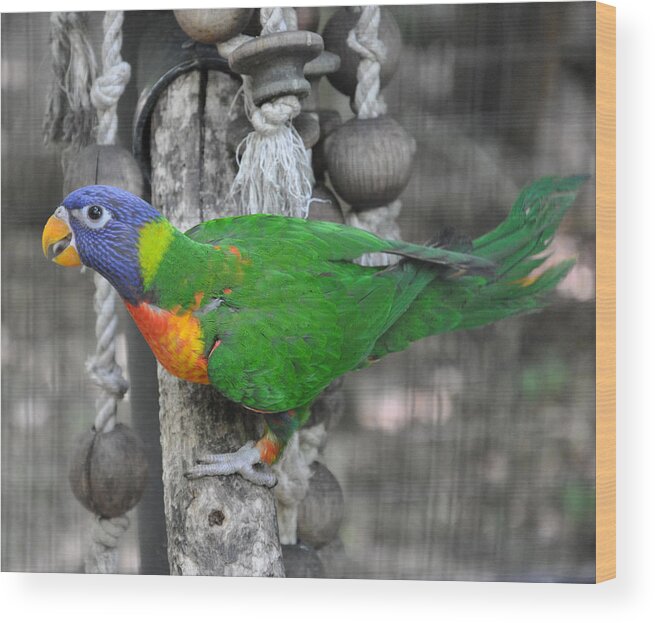 Birds Wood Print featuring the photograph Lorikeet Playtime by Jan Amiss Photography