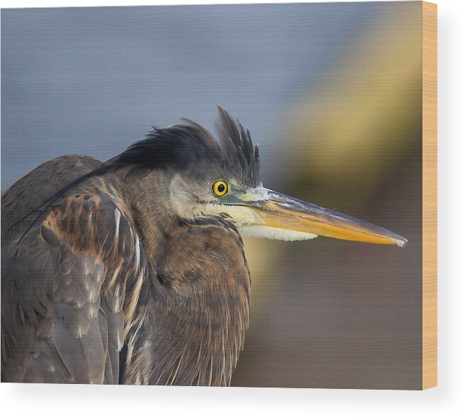Great Blue Heron Wood Print featuring the photograph Lost in Thought by Carl Olsen