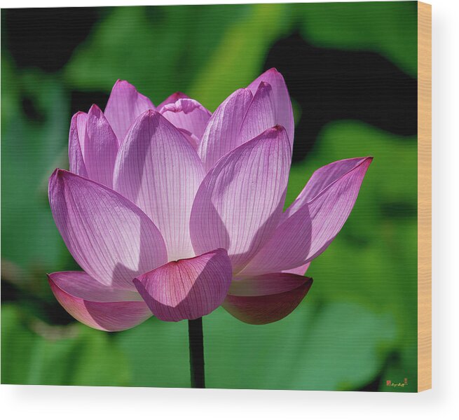Lotus Wood Print featuring the photograph Lotus Beauty--Buxom Beauty ii DL0090 by Gerry Gantt