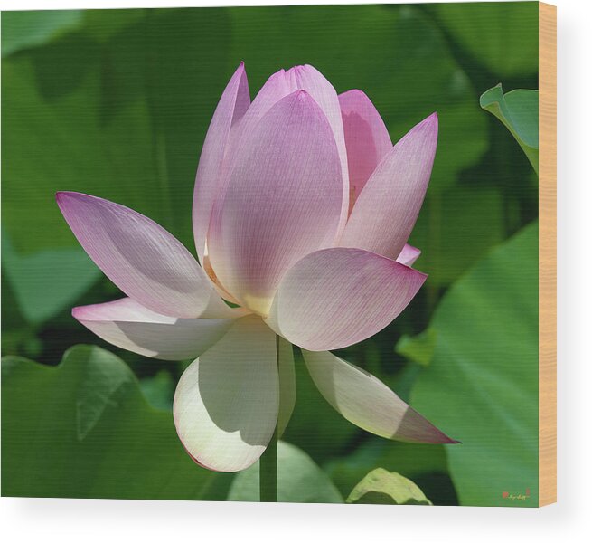 Lotus Wood Print featuring the photograph Lotus Bud--Getting the Hang of It iii DL0095 by Gerry Gantt