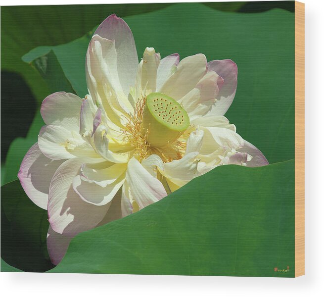 Lotus Wood Print featuring the photograph Lotus--Doubled-Up iii DL0103 by Gerry Gantt