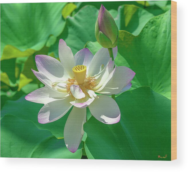 Lotus Wood Print featuring the photograph Lotus--Fading i DL0079 by Gerry Gantt