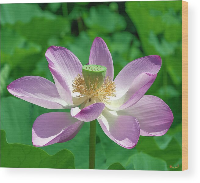 Lotus Wood Print featuring the photograph Lotus--Fading iii DL0081 by Gerry Gantt