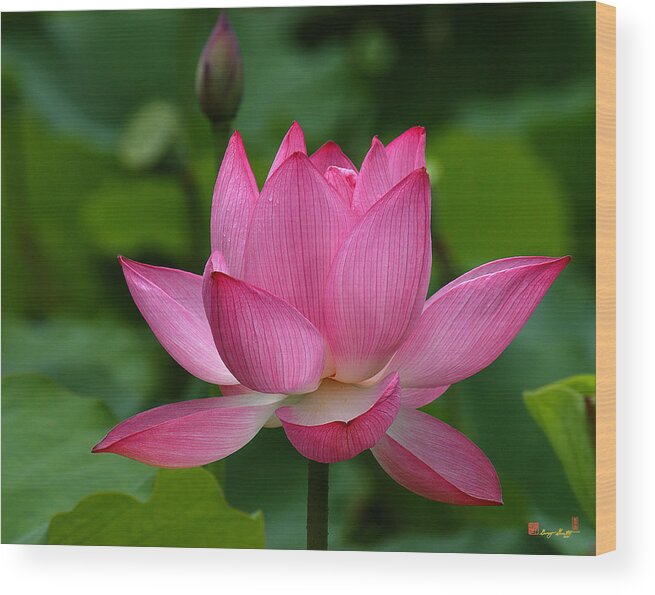 Nature Wood Print featuring the photograph Lotus--Shades of Past and Future DL029 by Gerry Gantt