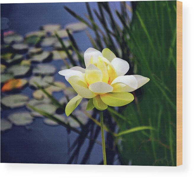 Lotus Wood Print featuring the photograph Lovely Lotus by Jessica Jenney
