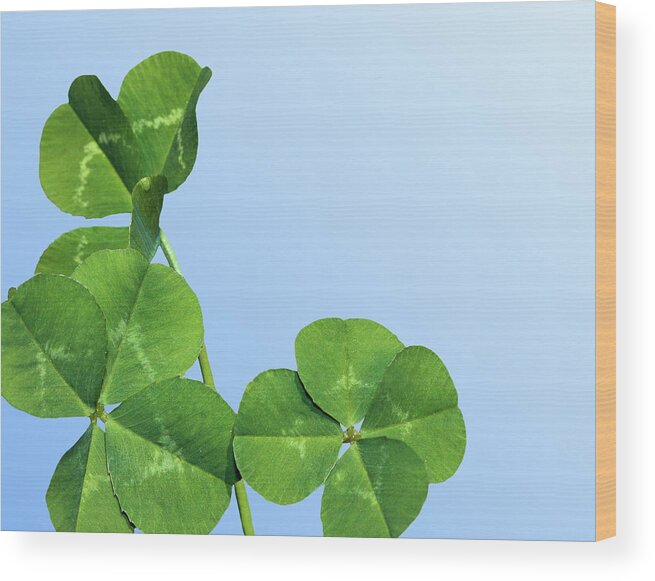 Four Leaf Clover Wood Print featuring the photograph Lucky by Kristin Elmquist