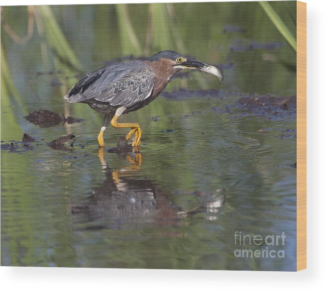 Green Heron Wood Print featuring the photograph Lunch to go by Ruth Jolly
