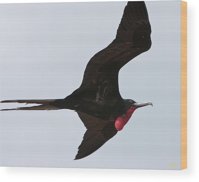 Magnificent Frigate Bird Wood Print featuring the photograph Magnificant Frigate Bird by Robert Selin