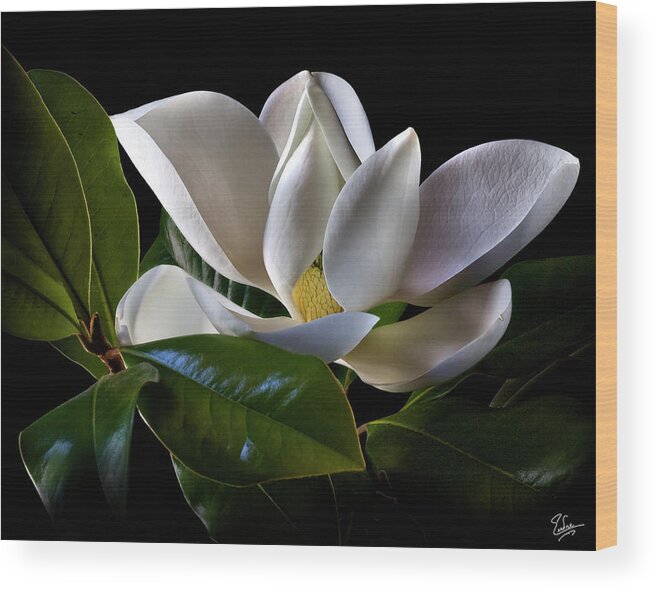 Flower Wood Print featuring the photograph Magnolia by Endre Balogh