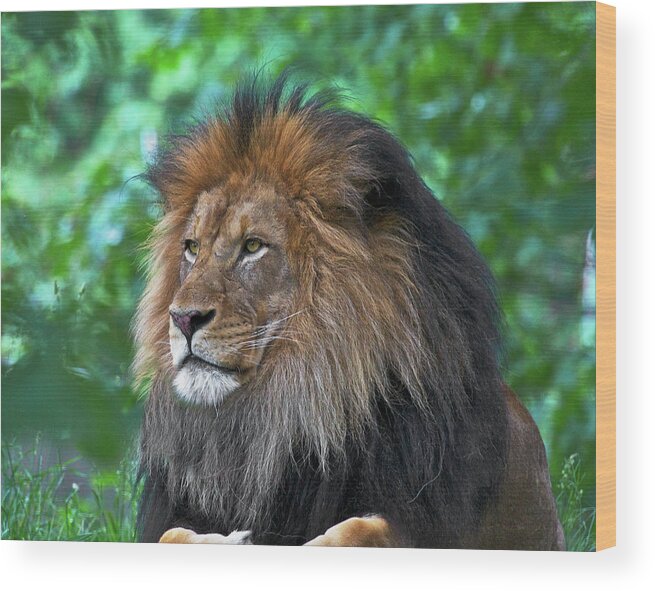 Lion Wood Print featuring the photograph Majestic lion by Steve and Sharon Smith