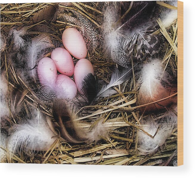 Hen Eggs Wood Print featuring the photograph Make Yourself at Home by Bonnie Bruno