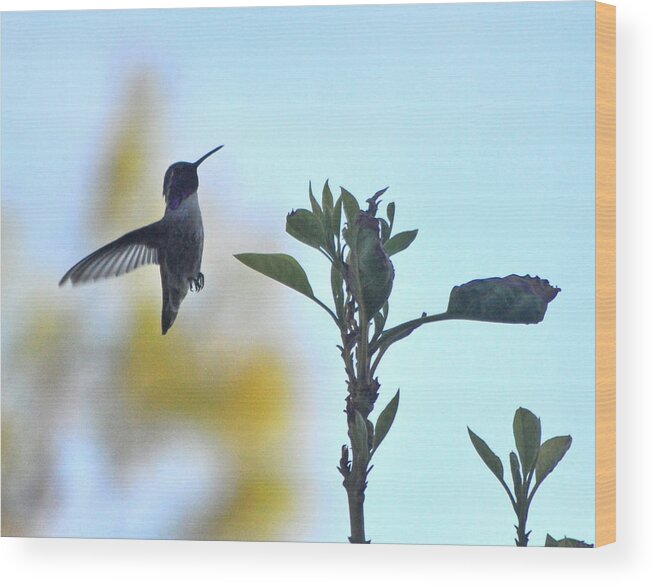 Animal Wood Print featuring the photograph Male Costa's Hummingbird Checking The Avocado Tree by Jay Milo