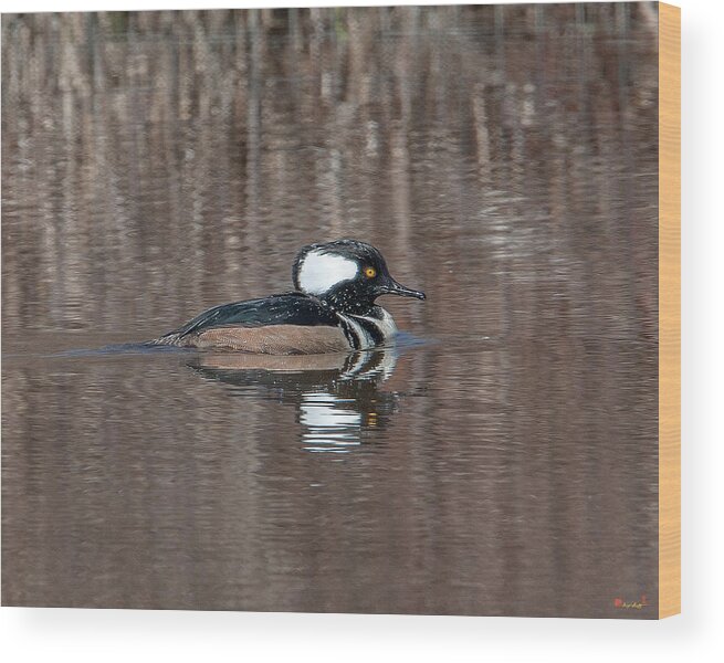 Nature Wood Print featuring the photograph Male Hooded Merganser DWF0161 by Gerry Gantt