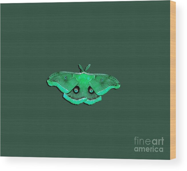 Polyphemus Moth Wood Print featuring the photograph Male Moth Green .png by Al Powell Photography USA