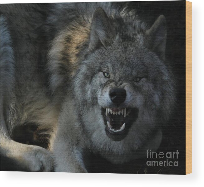 Wolf Wood Print featuring the photograph Malicious Intent by Heather King