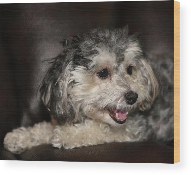 Puppy Wood Print featuring the photograph Maltipoo Profile by Artful Imagery