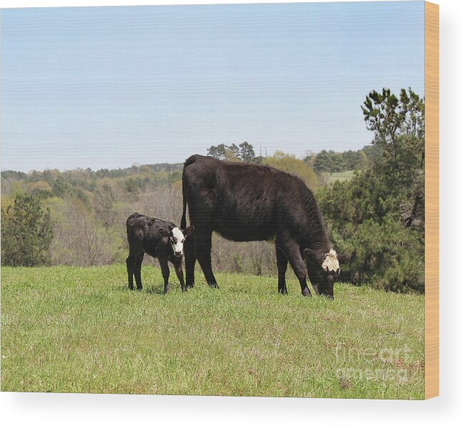 Black Baldy Wood Print featuring the photograph Mama Cow and Calf in Texas Pasture by Catherine Sherman