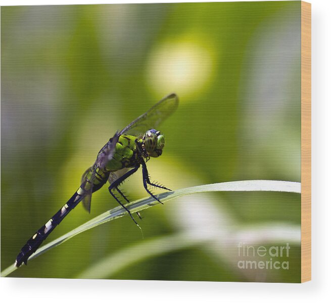 Dragonfly Wood Print featuring the photograph Mean Green by Ken Frischkorn