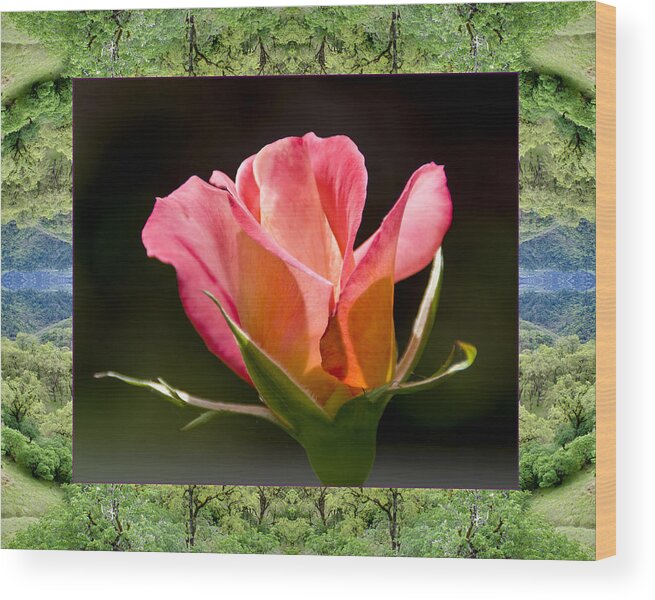 Nature Photos Wood Print featuring the photograph Mendocino Rose by Bell And Todd