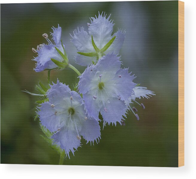 Phacelia Wood Print featuring the photograph Miami Mist bloom by David Watkins