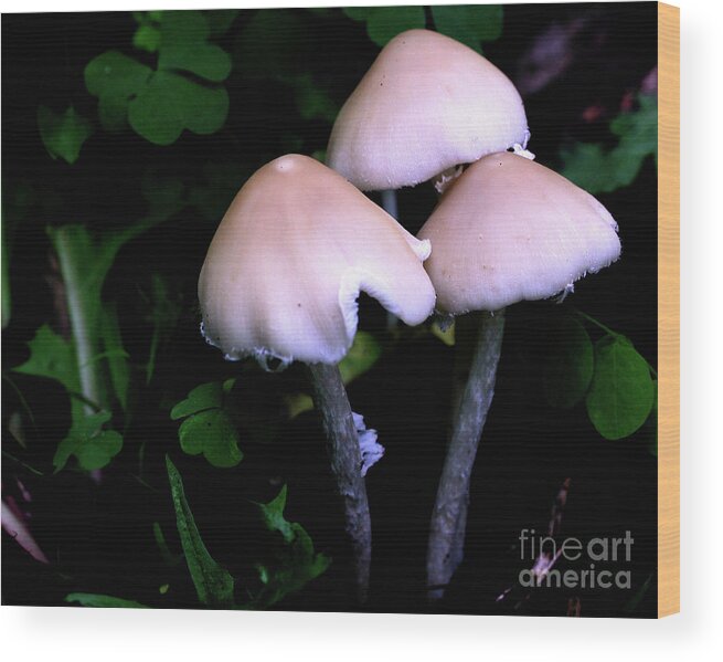 Nature Wood Print featuring the photograph Midnight Mushrooms by Smilin Eyes Treasures